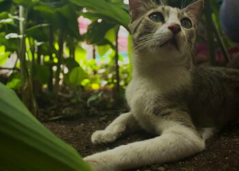groene aanslag reinigen