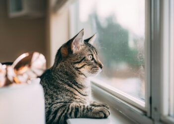 kattengeurherkenning