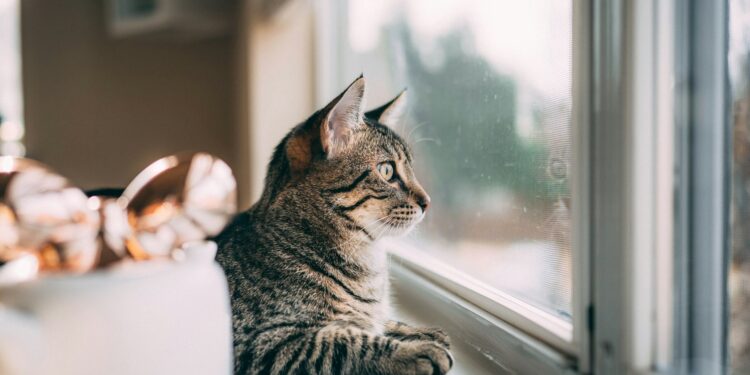 kattengeurherkenning