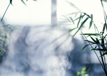 luchtzuiverende kamerplant