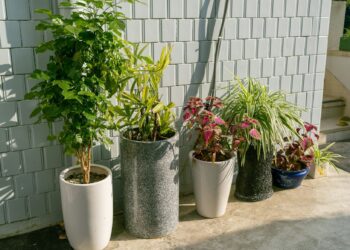 lucifers in bloempotten