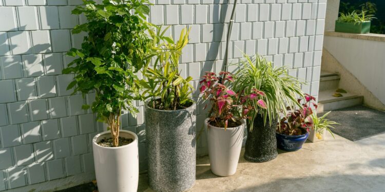 lucifers in bloempotten