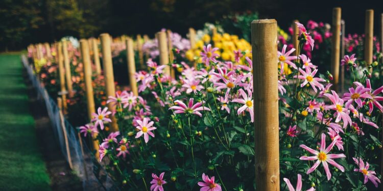 suiker in tuin